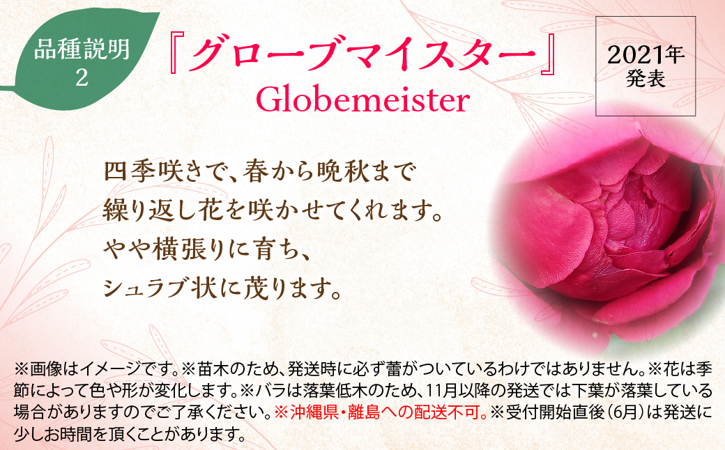 【Apple Roses】バラ苗『グローブマイスター』新苗育成苗6号ポット植え  HNNH015