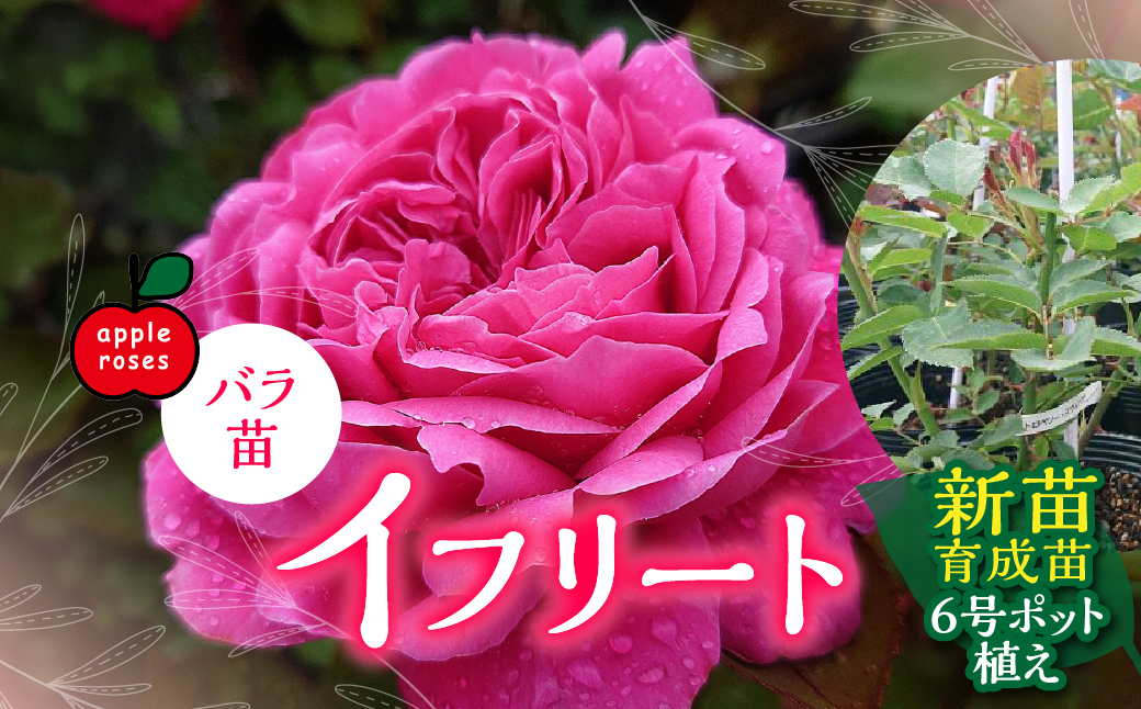 ãApple Rosesããã©èãã€ããªãŒããæ°èè²æè6å·ãããæ€ã HNNH041