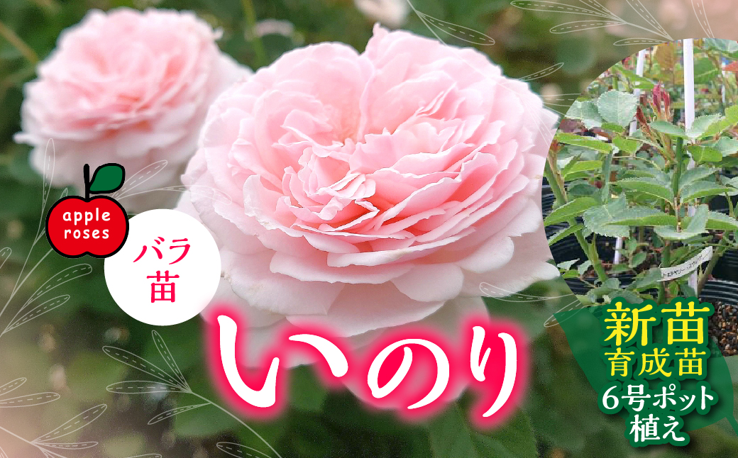 【Apple Roses】バラ苗『いのり』新苗育成苗6号ポット植え HNNH047