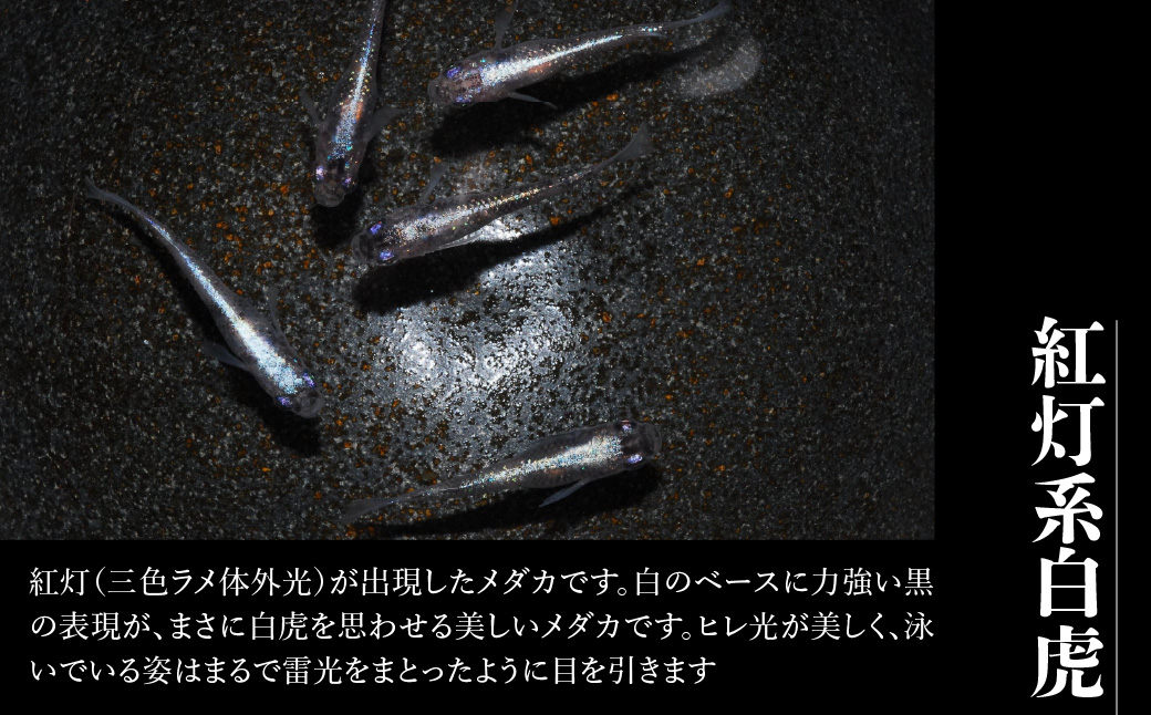 メダカ「紅灯系白虎(べにあかりけいびゃっこ)」5匹セット  HNNAD001