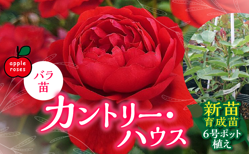 ãApple Rosesããã©èãã«ã³ããªãŒã»ããŠã¹ãæ°èè²æè6å·ãããæ€ã HNNH029