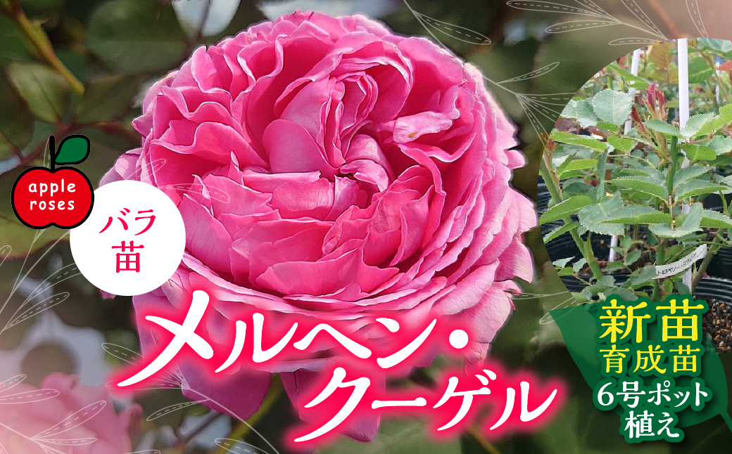 【Apple Roses】バラ苗『メルヘン・クーゲル』新苗育成苗6号ポット植え  HNNH033