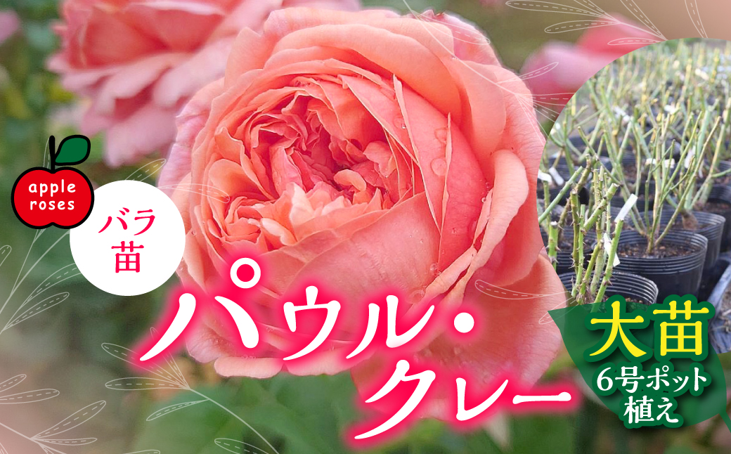 【Apple Roses】バラ苗『パウル・クレー』大苗6号ポット植え  HNNH003