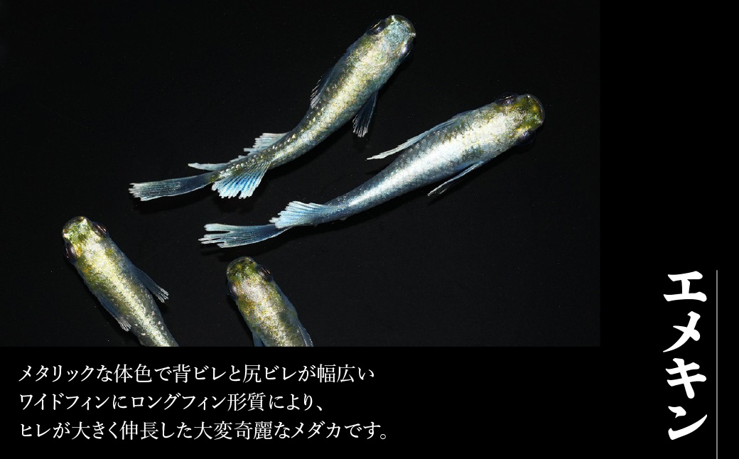 繝。繝繧ォ縲後お繝。繧ュ繝ウ縲4蛹ケ繧サ繝繝 HNNAD007