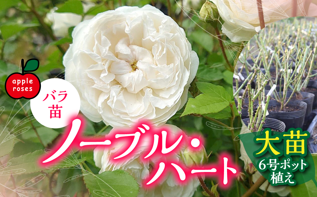 【Apple Roses】バラ苗『ノーブル・ハート』大苗6号ポット植え HNNH005
