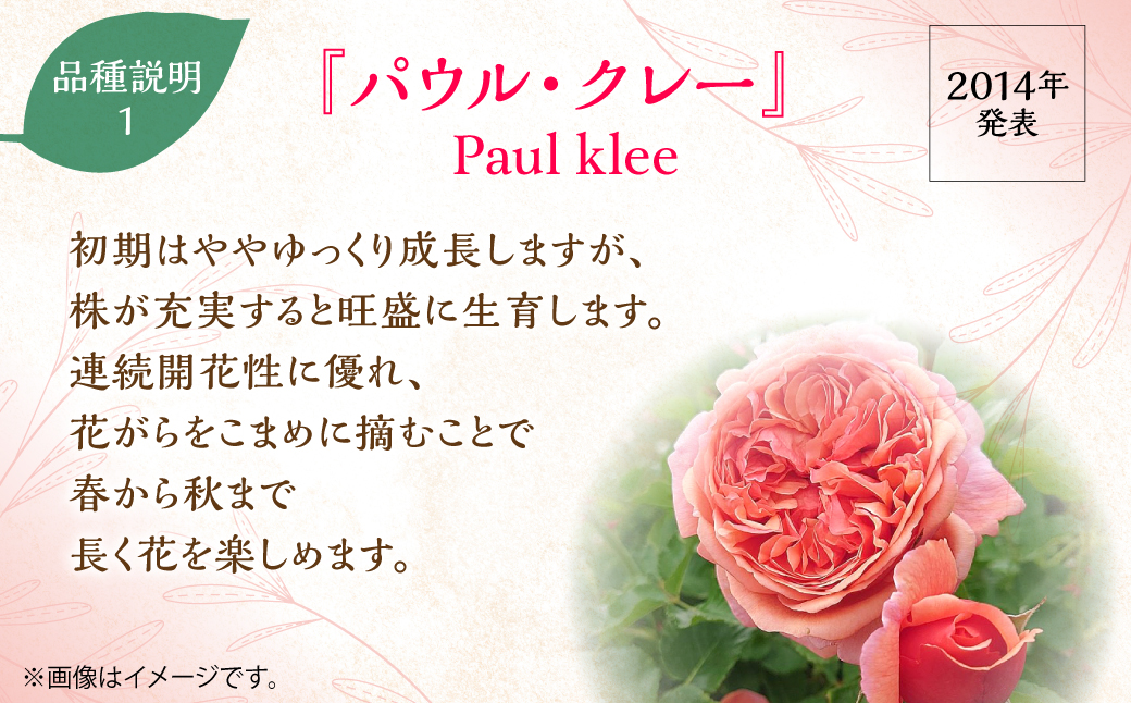 【Apple Roses】バラ苗『パウル・クレー』大苗6号ポット植え  HNNH003