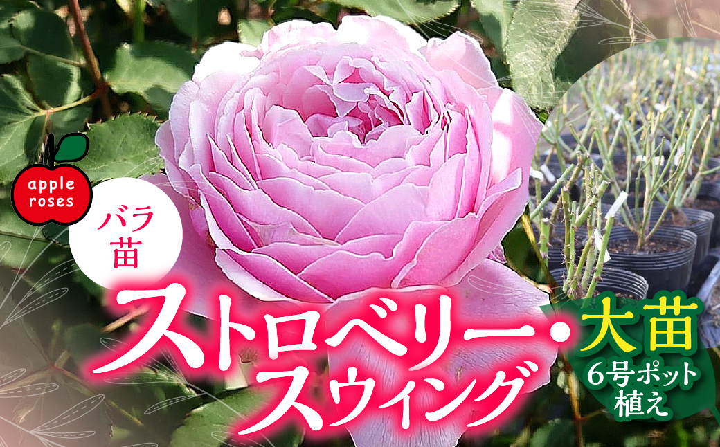 【Apple Roses】バラ苗『ストロベリー・スウィング』大苗6号ポット植え  HNNH013