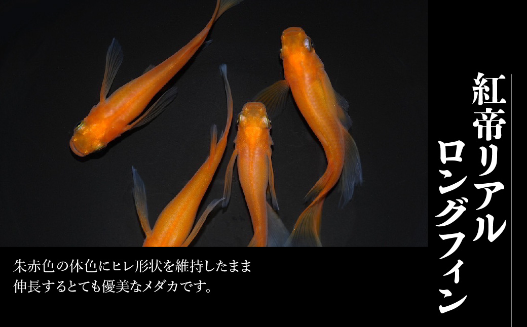 メダカ「紅帝リアルロングフィン」4匹セット HNNAD008