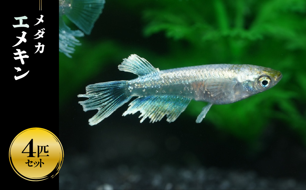 メダカ「エメキン」4匹セット HNNAD007