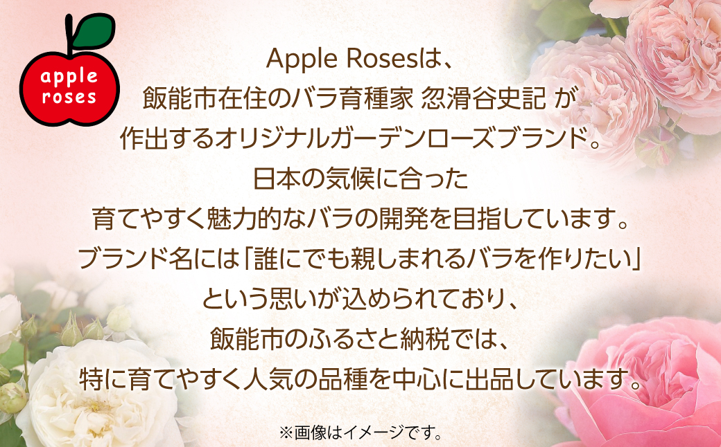 【Apple Roses】バラ苗『パウル・クレー』大苗6号ポット植え  HNNH003
