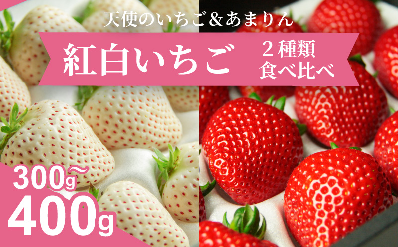 発送1月〜【先行受付】紅白いちご　2種食べ比べ　「あまりん」＆「天使のいちご」300〜400ｇ【苺】あまりん イチゴ おおきい スイーツ あかい 果物 ふるさと納税 いちご うまい フルーツ 期間限定 人気いちご まるい 甘い いちご 旬 直送 おすすめいちご ストロベリー 苺ジャム いちご 好きのための いちご　