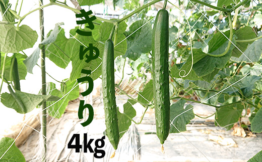 新鮮きゅうり4kg【特別栽培農産物】