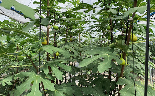 白いちじく茶（3袋）/農薬・化学肥料不使用/ファーストフラッシュ																										