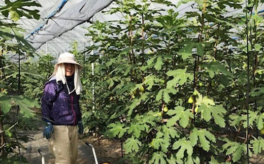 白いちじく茶（3袋）/農薬・化学肥料不使用/ファーストフラッシュ																										