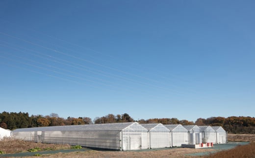 ãå
è¡äºçŽãã¹ã«ã㟠ç¹å¥èŽççš ãŸãªãããã»ç
ïŒ850gã30ïœ36ç²ãïŒ ïœ ã¹ã«ã㟠ããã¿ã ã€ããŽ èº ãã¡ã ãããã æ°é®® ç®± çå¿èŸ²å æç© ãã«ãŒã èªç¶ çã çŸå³ãã ãžã¥ãŒã·ãŒ ãã¿ãã³ ãããã ãããã èŽãç© ã®ãã ãã€ã«ãšã åŒçç æ±æŸå±±åž