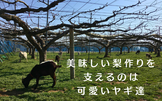 なしやさん　ギフトセット 【 梨  なし パウンドケーキ ゼリー 焼き菓子 ケーキ ギフト 贈答用 プレゼント 父の日 母の日 敬老の日 誕生日 詰め合わせ 埼玉県 東松山市】 