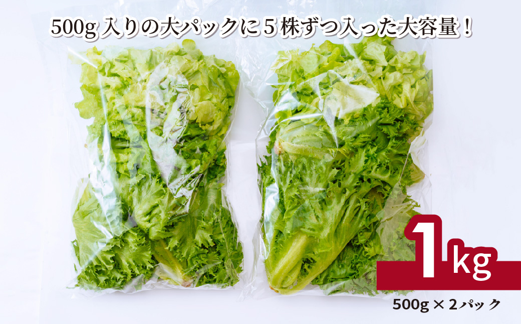 ＜洗わず食べられる・室内水耕栽培＞ フリルレタス お徳用 500g×2パック 1kg | レタス 減農薬 新鮮 洗わずに食べられる 新鮮レタス オーガニック野菜 室内栽培 清潔 野菜直送 フレッシュ サラダ用 健康志向 フレッシュ 産地直送 緑黄色野菜 埼玉県 東松山市