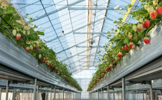 ãå
è¡äºçŽãã¹ã«ã㟠ç¹å¥èŽççš ãŸãªãããã»ç
ïŒ850gã30ïœ36ç²ãïŒ ïœ ã¹ã«ã㟠ããã¿ã ã€ããŽ èº ãã¡ã ãããã æ°é®® ç®± çå¿èŸ²å æç© ãã«ãŒã èªç¶ çã çŸå³ãã ãžã¥ãŒã·ãŒ ãã¿ãã³ ãããã ãããã èŽãç© ã®ãã ãã€ã«ãšã åŒçç æ±æŸå±±åž