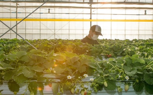 ãå
è¡äºçŽãã¹ã«ã㟠ç¹å¥èŽççš ãŸãªãããã»ç
ïŒ850gã30ïœ36ç²ãïŒ ïœ ã¹ã«ã㟠ããã¿ã ã€ããŽ èº ãã¡ã ãããã æ°é®® ç®± çå¿èŸ²å æç© ãã«ãŒã èªç¶ çã çŸå³ãã ãžã¥ãŒã·ãŒ ãã¿ãã³ ãããã ãããã èŽãç© ã®ãã ãã€ã«ãšã åŒçç æ±æŸå±±åž