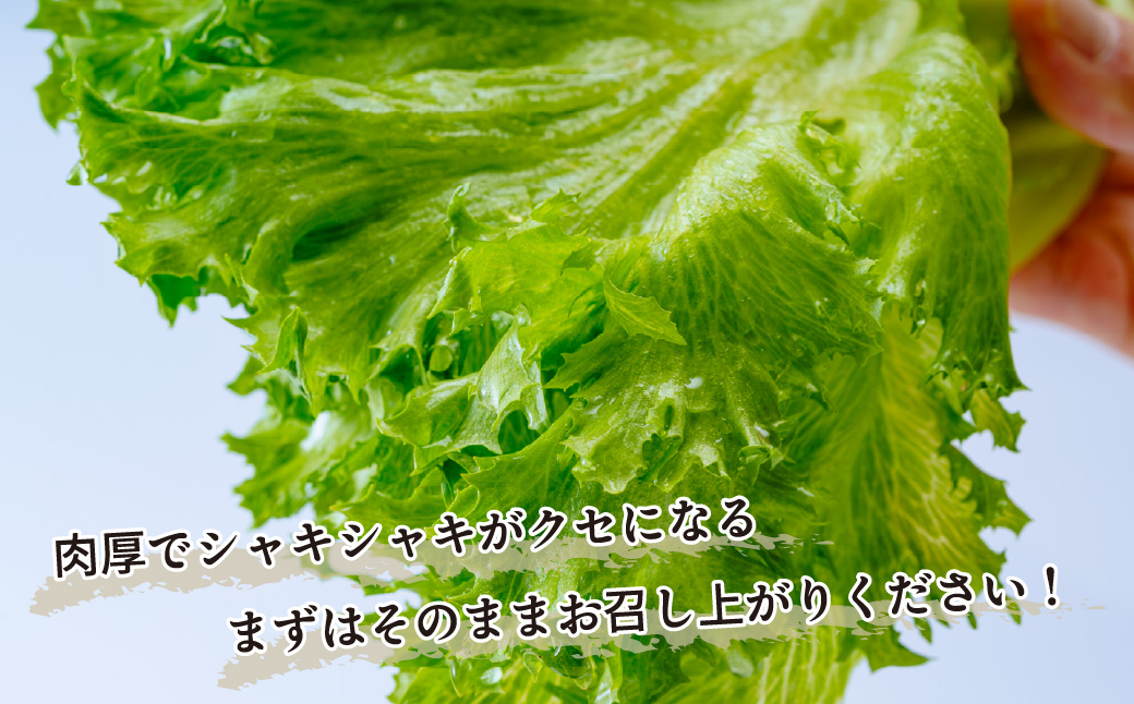 ＜洗わず食べられる・室内水耕栽培＞ フリルレタス 4袋(80～110g/袋) | レタス 洗わずに食べられる 新鮮レタス オーガニック野菜 無農薬 野菜直送 フレッシュ サラダ用野菜 健康志向 こだわり フレッシュ 産地直送 食品ギフト セット 緑黄色野菜 新鮮 安心野菜 旬 低カロリー レタスボウル カロテン 埼玉県 東松山市