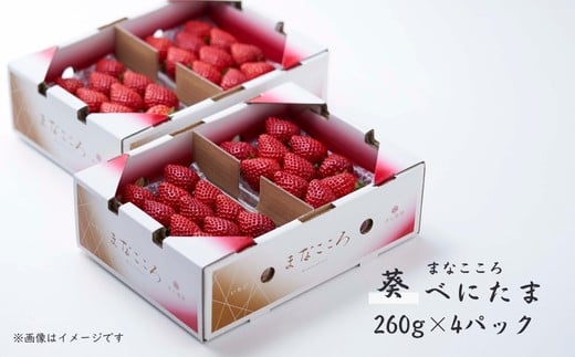 【先行予約】べにたま 【260g×4パック】まなこころ・葵 ｜ べにたま ベニタマ イチゴ 苺 いちご あおい 葵 新鮮 箱 4P 真心農園 果物 フルーツ 自然 甘い 美味しい ジューシー ビタミン おいしい おすすめ 贈り物 ギフト 埼玉県 東松山市