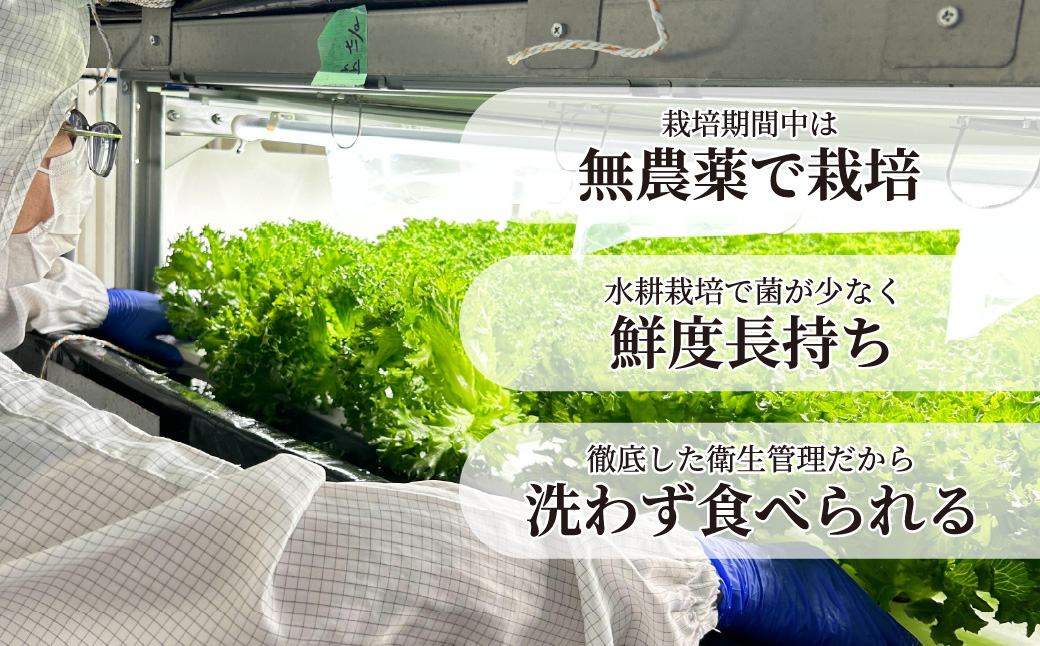 ＜洗わず食べられる・室内水耕栽培＞ フリルレタス 8袋 (1袋80~110g) ｜ 農薬不使用 フリルレタス レタス 洗わずに食べられる 新鮮レタス オーガニック野菜 無農薬 野菜直送 フレッシュ サラダ用野菜 健康志向 こだわり フレッシュ 産地直送 食品ギフト セット 緑黄色野菜 送料無料 ふるさと納税 ダイエット 新鮮 安心野菜 旬 低カロリー レタスボウル カロテン 埼玉県 東松山市