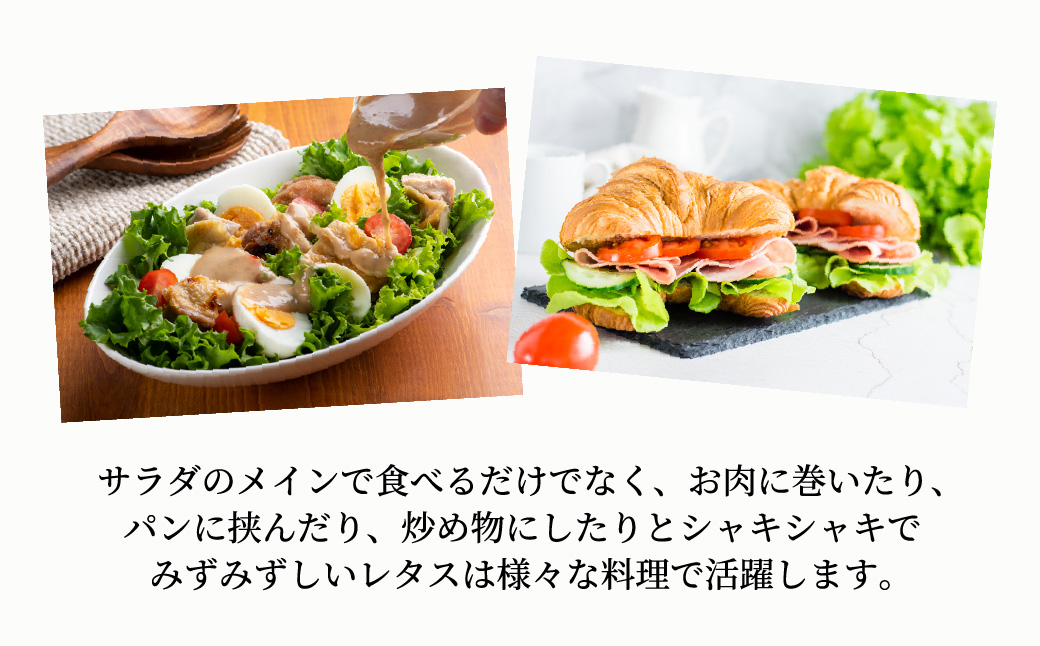 【定期便6ヶ月】 ＜洗わず食べられる・室内水耕栽培＞ フリルレタス 8袋(80～110g/袋)×6ヶ月 計48袋 | レタス 洗わずに食べられる 大容量 新鮮レタス オーガニック野菜 無農薬 野菜直送 フレッシュ サラダ用野菜 健康志向 こだわり フレッシュ 産地直送 食品ギフト セット 緑黄色野菜 新鮮 安心野菜 旬 低カロリー レタスボウル カロテン 定期便 埼玉県 東松山市