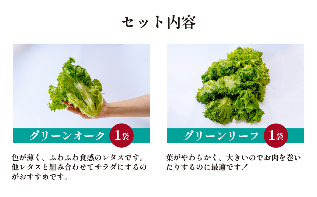 ＜洗わず食べられる・室内水耕栽培＞ 4種のレタス 8袋(80～130g/袋) | レタス フリルレタス グリーンジャケット グリーンリーフ サラダ菜 グリーンオーク 新鮮レタス オーガニック野菜 野菜直送 フレッシュ サラダ用野菜 健康志向 こだわり フレッシュ 産地直送 食品ギフト セット 緑黄色野菜 新鮮 安心野菜 旬 低カロリー レタスボウル カロテン 埼玉県 東松山市