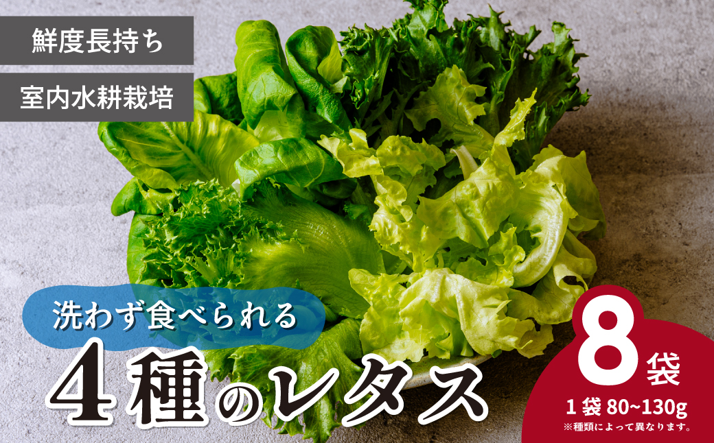 ＜洗わず食べられる・室内水耕栽培＞ 4種のレタス 8袋(80～130g/袋) | レタス フリルレタス グリーンジャケット グリーンリーフ サラダ菜 グリーンオーク 新鮮レタス オーガニック野菜 野菜直送 フレッシュ サラダ用野菜 健康志向 こだわり フレッシュ 産地直送 食品ギフト セット 緑黄色野菜 新鮮 安心野菜 旬 低カロリー レタスボウル カロテン 埼玉県 東松山市