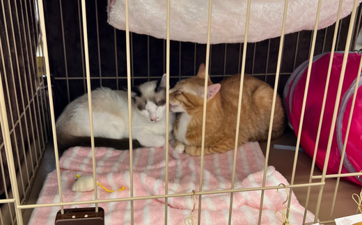 ãã瀌ã®åãªããä¿è·ç«æŽ»åæ¯æŽãéè¯ç«ããå°åã§èŠå®ããããç«ã«ã å¯ä»é¡5,000å