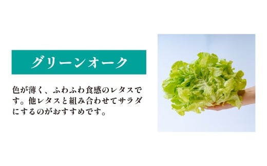 ＜洗わず食べられる・室内水耕栽培＞ 3種のレタス 各500g×2パック 1kg | レタス フリルレタス グリーンリーフ グリーンオーク 減農薬 新鮮 オーガニック野菜 室内栽培 清潔 野菜直送 フレッシュ サラダ用 健康志向 産地直送 緑黄色野菜 埼玉県 東松山市