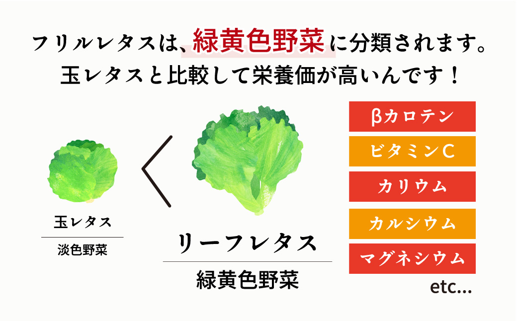 【定期便3ヶ月】 ＜洗わず食べられる・室内水耕栽培＞ フリルレタス 8袋(80～110g/袋)×3ヶ月 計24袋 | レタス 洗わずに食べられる 大容量 新鮮レタス オーガニック野菜 無農薬 野菜直送 フレッシュ サラダ用野菜 健康志向 こだわり フレッシュ 産地直送 食品ギフト セット 緑黄色野菜 新鮮 安心野菜 旬 低カロリー レタスボウル カロテン 定期便 埼玉県 東松山市