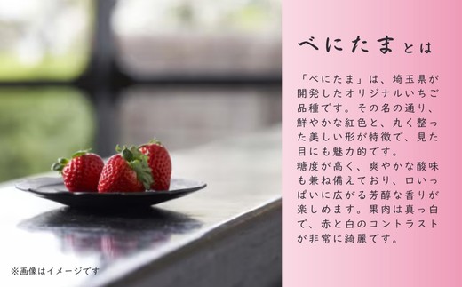 【先行予約】べにたま 【260g×2パック】まなこころ・葵 ｜ べにたま ベニタマ イチゴ 苺 いちご あおい 葵 新鮮 箱 2P 真心農園 果物 フルーツ 自然 甘い 美味しい ジューシー ビタミン おいしい おすすめ 贈り物 ギフト 埼玉県 東松山市