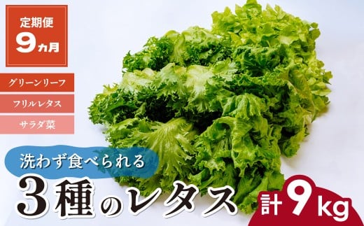 【定期便9ヶ月】 ＜洗わず食べられる・室内水耕栽培＞ 3種のレタス 1回1kg(500g×2袋)×9ヵ月 | レタス 野菜 大容量 新鮮レタス オーガニック野菜 無農薬 野菜直送 フレッシュ サラダ サラダ用野菜 健康志向 こだわり フレッシュ 産地直送 食品ギフト セット 緑黄色野菜 新鮮 安心野菜 旬 低カロリー レタスボウル カロテン 定期便 スマイル農場 埼玉県 東松山市