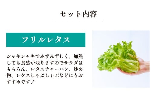 ＜洗わず食べられる・室内水耕栽培＞ 3種のレタス 各500g×2パック 1kg | レタス フリルレタス グリーンリーフ グリーンオーク 減農薬 新鮮 オーガニック野菜 室内栽培 清潔 野菜直送 フレッシュ サラダ用 健康志向 産地直送 緑黄色野菜 埼玉県 東松山市