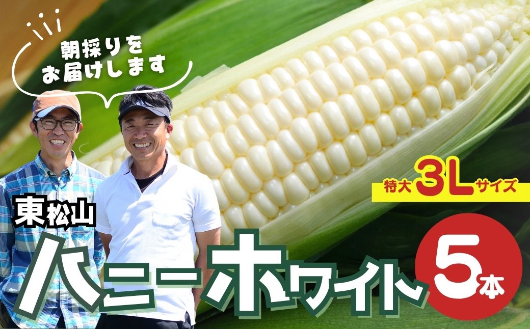 ＜先行予約＞ 東松山ハニーホワイト 5本 特大サイズ(3L) | とうもろこし 白とうもろこし トウモロコシ ハニーホワイト 野菜 旬の野菜 甘い 新鮮 ご飯 生産 おやつ サラダ 種類 スープ スナック 粒 品種 実 料理 レシピ 夏野菜 限定 朝採れ 採れたて 直送 農家 農家直送 ジューシー 人気 期間限定 数量限定 贈り物 贈答 プレゼント 商標登録 埼玉県 東松山市