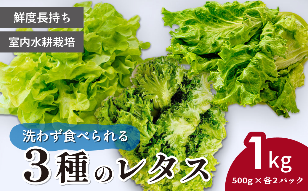 ＜洗わず食べられる・室内水耕栽培＞ 3種のレタス 各500g×2パック 1kg | レタス フリルレタス グリーンリーフ グリーンオーク 減農薬 新鮮 オーガニック野菜 室内栽培 清潔 野菜直送 フレッシュ サラダ用 健康志向 産地直送 緑黄色野菜 埼玉県 東松山市