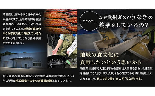 武州うなぎ 国産うなぎ蒲焼 2尾 中サイズ 冷凍真空パック（約240g）【埼玉県 東松山市 母の日 鰻 父の日ウナギ 誕生日プレゼント 鰻の蒲焼き 特選品 美味しいお取り寄せ 贈り物 グルメ 旬 おすすめ 国産 大きいサイズ 選べる 家庭用 ギフト 冷凍真空パック レンジ 御歳暮 お歳暮 贈り物 土用の丑 お祝い 】