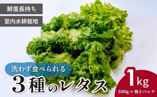 ＜洗わず食べられる・室内水耕栽培＞ 3種のレタス 各500g×2パック 1kg | レタス フリルレタス グリーンリーフ グリーンオーク 減農薬 新鮮 オーガニック野菜 室内栽培 清潔 野菜直送 フレッシュ サラダ用 健康志向 産地直送 緑黄色野菜 埼玉県 東松山市
