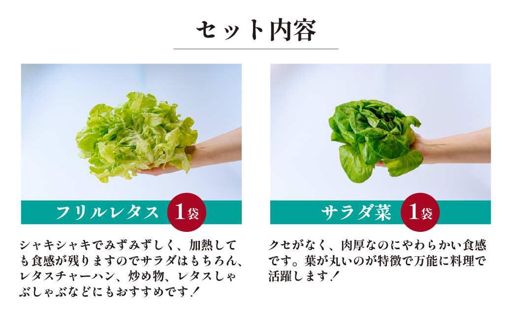 ＜洗わず食べられる・室内水耕栽培＞ 4種のレタス 4袋(80～130g/袋) | レタス フリルレタス グリーンジャケット グリーンリーフ サラダ菜 グリーンオーク 新鮮レタス オーガニック野菜 野菜直送 フレッシュ サラダ用野菜 健康志向 こだわり フレッシュ 産地直送 食品ギフト セット 緑黄色野菜 新鮮 安心野菜 旬 低カロリー レタスボウル カロテン 埼玉県 東松山市