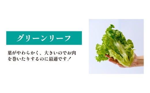 ＜洗わず食べられる・室内水耕栽培＞ 3種のレタス 各500g×2パック 1kg | レタス フリルレタス グリーンリーフ グリーンオーク 減農薬 新鮮 オーガニック野菜 室内栽培 清潔 野菜直送 フレッシュ サラダ用 健康志向 産地直送 緑黄色野菜 埼玉県 東松山市
