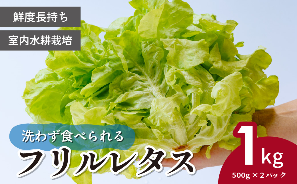 ＜洗わず食べられる・室内水耕栽培＞ フリルレタス お徳用 500g×2パック 1kg | レタス 減農薬 新鮮 洗わずに食べられる 新鮮レタス オーガニック野菜 室内栽培 清潔 野菜直送 フレッシュ サラダ用 健康志向 フレッシュ 産地直送 緑黄色野菜 埼玉県 東松山市