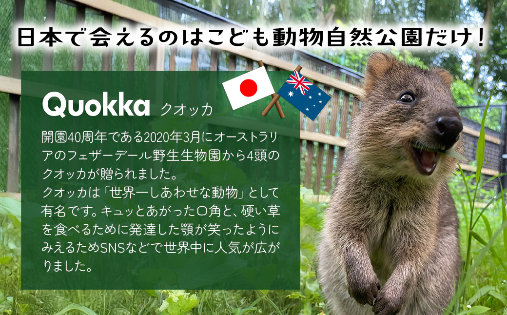クオッカぬいぐるみ | ぬいぐるみ クオッカ こども動物自然公園 プレゼント オリジナル グッズ ホビー 動物 小サイズ かわいい クオッカグッズ 埼玉県こども自然動物公園 埼玉県 東松山市