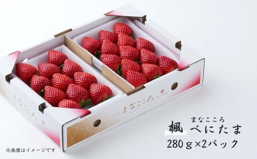 【先行予約】べにたま 【280g×2パック】まなこころ・楓 ｜ べにたま ベニタマ イチゴ 苺 いちご かえで 楓 新鮮 箱 2P 真心農園 果物 フルーツ 自然 甘い 美味しい ジューシー ビタミン おいしい おすすめ 贈り物 ギフト 埼玉県 東松山市
