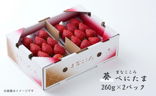 【先行予約】べにたま 【260g×2パック】まなこころ・葵 ｜ べにたま ベニタマ イチゴ 苺 いちご あおい 葵 新鮮 箱 2P 真心農園 果物 フルーツ 自然 甘い 美味しい ジューシー ビタミン おいしい おすすめ 贈り物 ギフト 埼玉県 東松山市