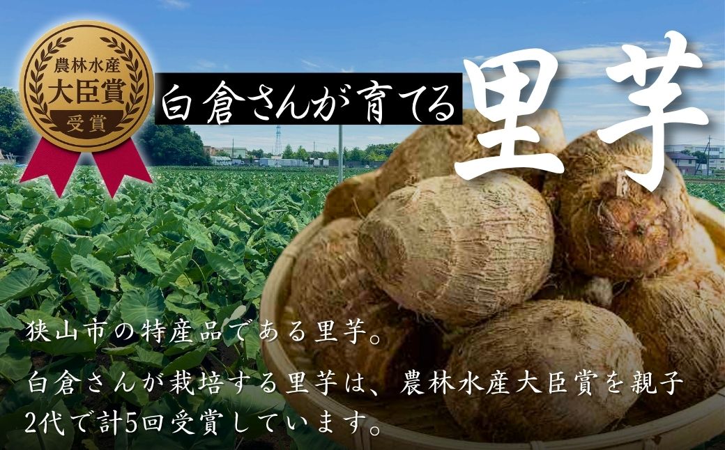 里芋 狭山市で採れた土付き里芋「土垂」 約5kg | 里芋 里いも サトイモ 芋 いも イモ 野菜 やさい 根菜 農産物 新鮮 ねっとり もっちり もちもち やわらか 産地直送 農家直送 数量限定 国産 煮っころがし 人気 おすすめ さやま里芋増産倶楽部 埼玉県 狭山市