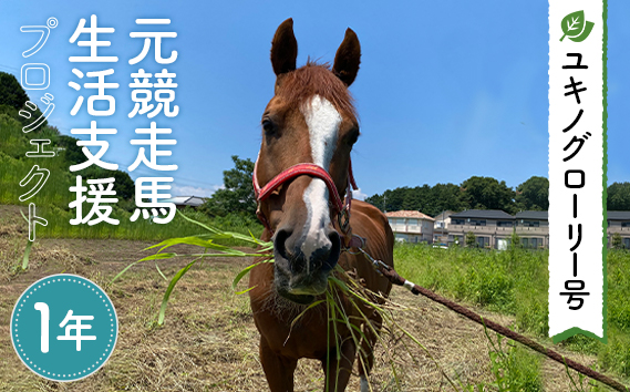 No.380 【ユキノグローリー号】元競走馬生活支援プロジェクト（1年）