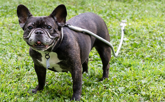 Gris DOG BOLLARD | ドッグアンカー 犬 いぬ イヌ ドッグ ペット 愛犬 ワンちゃん 散歩 ウォーキング キャンプ ピクニック ツール 活躍 係留 固定 株式会社シンワ 埼玉県 狭山市