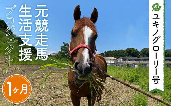 No.376 【ユキノグローリー号】元競走馬生活支援プロジェクト（1ヶ月）