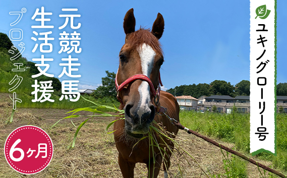 No.379 【ユキノグローリー号】元競走馬生活支援プロジェクト（6ヶ月）